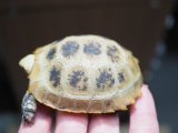 ■エロンガータリクガメ　No.7　　　●甲長　約68.0mm