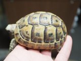 ■レバントギリシャリクガメ　No.5　　■約84.0mm