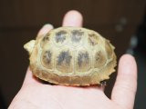 ■エロンガータリクガメ　No.5　　　●甲長　約65.0mm