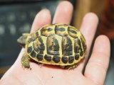 ■ニシヘルマンリクガメ baby　　　　●No.1　　約56.0mm
