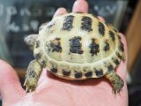 ■ホルスフィールドリクガメ　No.1　　●別名ロシアリクガメ 甲長約85.0mm