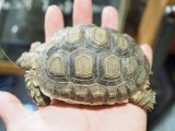 ■ケヅメリクガメ　WC　No.5　　　●甲長 約94.0mm　SALE個体！