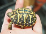 ■ニシヘルマンリクガメ baby　　　　●No.2　　約52.0mm