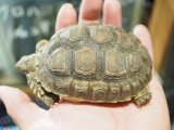 ■ケヅメリクガメ　WC　No.2　　　●甲長 約89.0mm　SALE個体！