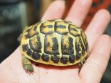 ■ニシヘルマンリクガメ baby　　　　●No.3　　約58.0mm