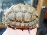 ■ケヅメリクガメ　WC　No.9　　　●甲長 約96.0mm　SALE個体！