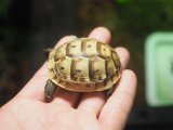 ■イベラギリシャリクガメ　CB個体　　　●性別　不明　約51.0mm　No.3