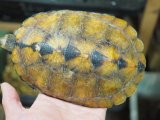 ■ニホンイシガメ　特選個体　No.1　　●サイズ　約157mm　メス　