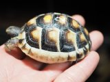 ■ペロポネソスマルギナータリクガメ　　　　●baby　約63.0mm　No.2