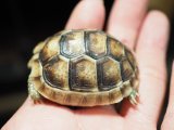 ■マルギナータリクガメ baby　No.2　●甲長　約 48.0mm