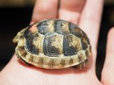 ■マルギナータリクガメ baby　No.4　●甲長　約 48.0mm