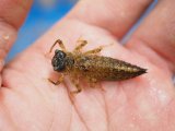 ■ヒロオビオニヤンマ（ヤゴ）　1匹
