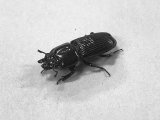 ■チビクワガタ　　　　3匹セット
