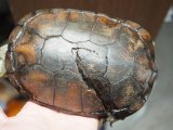 ■ヤエヤマイシガメ　オス　No.5　　　●石垣島産　サイズ　約16.0cm