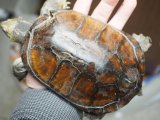 ■ヤエヤマイシガメ　オス　No.4　　　●石垣島産　サイズ　約14.5cm