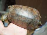 ■ヤエヤマイシガメ　オス　No.1　　　●石垣島産　サイズ　約14.0cm