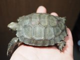 ■エミスムツアシガメ　　No.2　　　　●性別　不明　　約75.0mm