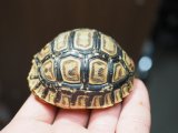 ■ヒョウモンリクガメ　baby　No.11　●甲長 約62.0mm