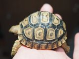 ■ヒョウモンリクガメ　baby　No.4　●甲長 約58.0mm