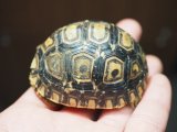 ■ヒョウモンリクガメ　baby　No.7　●甲長 約62.0mm