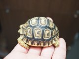 ■ヒョウモンリクガメ　baby　No.9　●甲長 約57.0mm