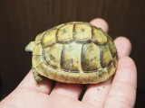 ■シリアギリシャリクガメ　No.1　　■約58.0mm