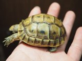 ■シリアギリシャリクガメ　No.6　　■約66.0mm