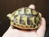 ■シリアギリシャリクガメ　No.8　　■約67.0mm