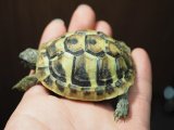 ■ヒガシヘルマンリクガメ baby　　　●No.3　　約64.0mm
