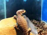 ■サバンナモニター　baby　　　　　●体長 約12-15.0cm