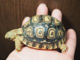■ヒョウモンリクガメ　baby　No.14　●甲長 約61.0mm