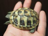 ■ヒガシヘルマンリクガメ baby　　　●No.5　　約62.0mm