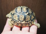 ■ヒョウモンリクガメ　baby　No.15　●甲長 約64.0mm