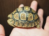 ■ヒョウモンリクガメ　baby　No.12　●甲長 約67.0mm