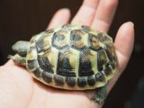 ■ヒガシヘルマンリクガメ　　　　　　●No.1　　約71.0mm