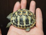 ■ヒガシヘルマンリクガメ baby　　　●No.4　　約62.0mm