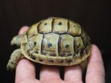 ■シリアギリシャリクガメ　No.14　　■約69.0mm