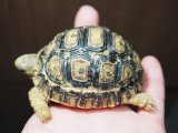 ■ヒョウモンリクガメ　baby　No.16　●甲長 約68.0mm