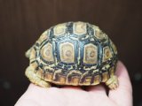 ■ヒョウモンリクガメ　baby　No.18　●甲長 約68.0mm