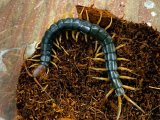 ■トビズムカデ　対馬産