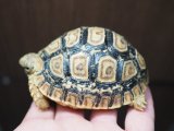 ■ヒョウモンリクガメ　baby　No.17　●甲長 約71.0mm