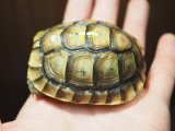 ■モロッコギリシャリクガメ　　 No.1 ■CB  性別 不明  約68.0mm