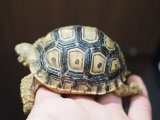 ■ヒョウモンリクガメ　baby　No.20　●甲長 約68.0mm