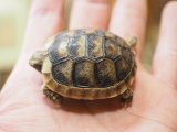 ■マルギナータリクガメ baby　No.3　●甲長　約 40.0mm