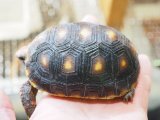 ■アカアシリクガメ　No.2　　　　　●甲長 約92.0mm　スロベニアCB産