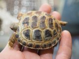 ■ホルスフィールドリクガメ　No.8　　●別名ロシアリクガメ 甲長約55.0mm