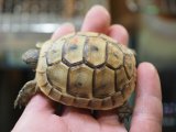 ■旧イベラギリシャリクガメ　CB個体　　　●性別　不明　約58.0mm　No.6