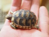 ■マルギナータリクガメ baby　No.9　●甲長　約 39.0mm