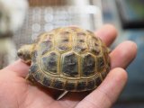 ■ホルスフィールドリクガメ　No.3　　●別名ロシアリクガメ 甲長約56.0mm