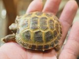 ■ホルスフィールドリクガメ　No.6　　●別名ロシアリクガメ 甲長約50.0mm